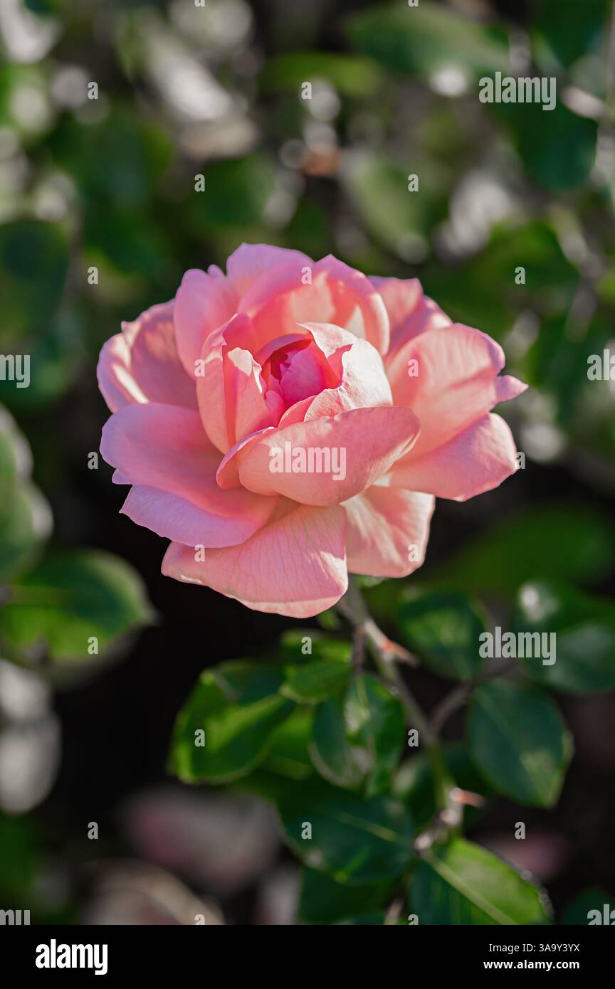 Photographie rapprochée d'une rose rose en fleurs à la lumière naturelle du soleil, entourée d'un feuillage vert luxuriant. Capture la texture délicate et la couleur vive de th Banque D'Images