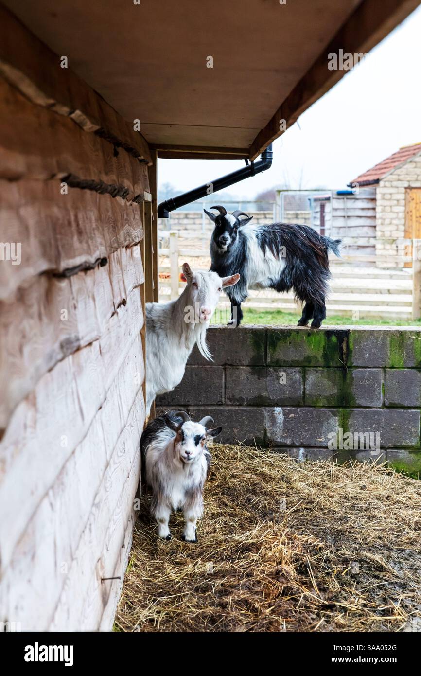 Les chèvres, les chèvres de la ferme, boucs, Capra aegagrus hircus, trois chèvres, chèvre, chèvre de montagne, les chèvres à la chèvre, mignon, mignon les chèvres, les animaux de ferme, Banque D'Images