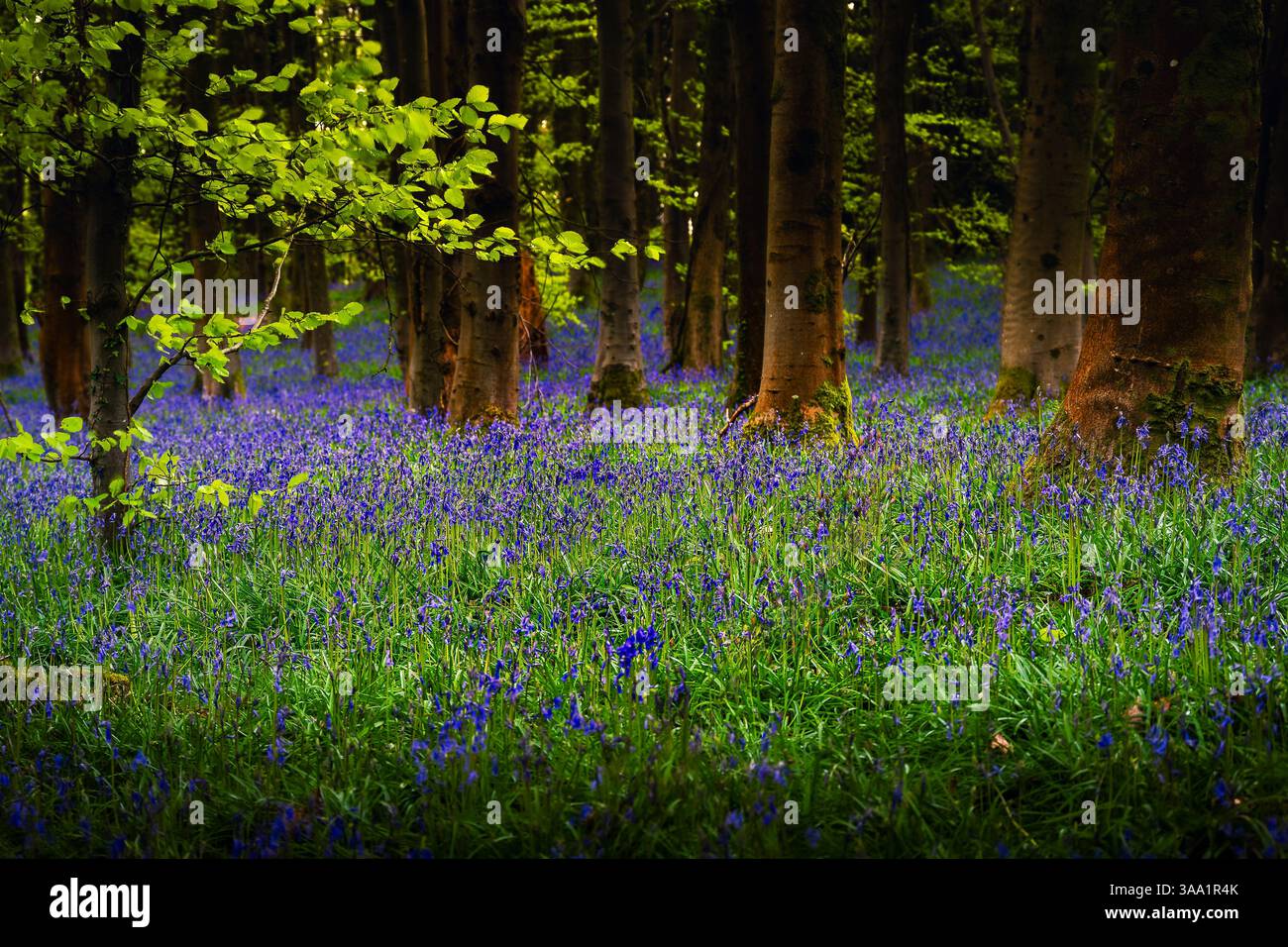 Bluebell bois Banque D'Images