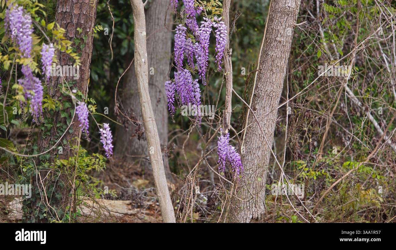 Beauté cachée de Wisteria dans un parc sur le lac à SC. Vue panoramique de midi sur les fleurs. - Image de stock capturée avec un smartphone