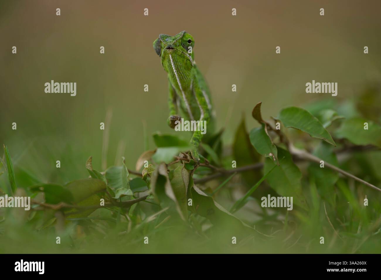 Caméléon vert à col rabattu sur branche, Masai Mara, Kenya Banque D'Images