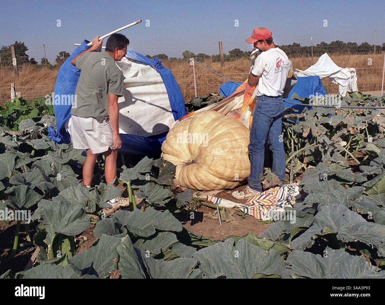 Les cultivateurs de citrouilles géants Jon Hunt et Ken Mitchell à leur parcelle à Elk Grove le mercredi 19 septembre 2001, où ils vérifiaient l'avancement de la récolte. Les citrouilles sont recouvertes de draps puis d'une tente pour les protéger du soleil et des éléments. (Sacramento Bee / Owen Brewer) /ZUMA Press Banque D'Images