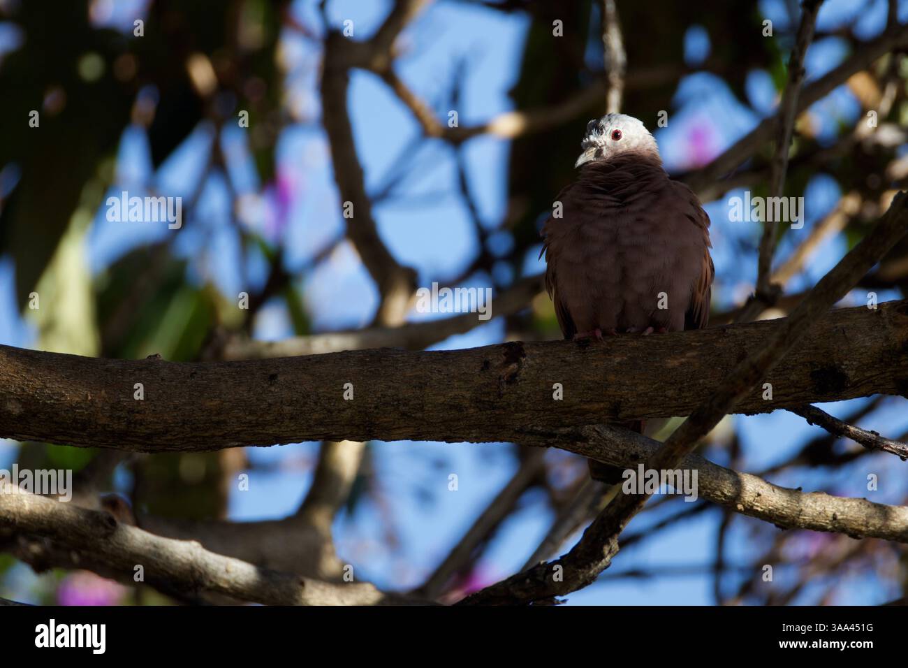 Un petit oiseau est perché sur une branche dans un arbre. L'oiseau est brun et a une expression curieuse sur son visage. La scène est paisible et sereine, avec le Banque D'Images Un petit oiseau est perché sur une branche dans un arbre. L'oiseau est brun et a une expression curieuse sur son visage. La scène est paisible et sereine, avec le Banque D'Images