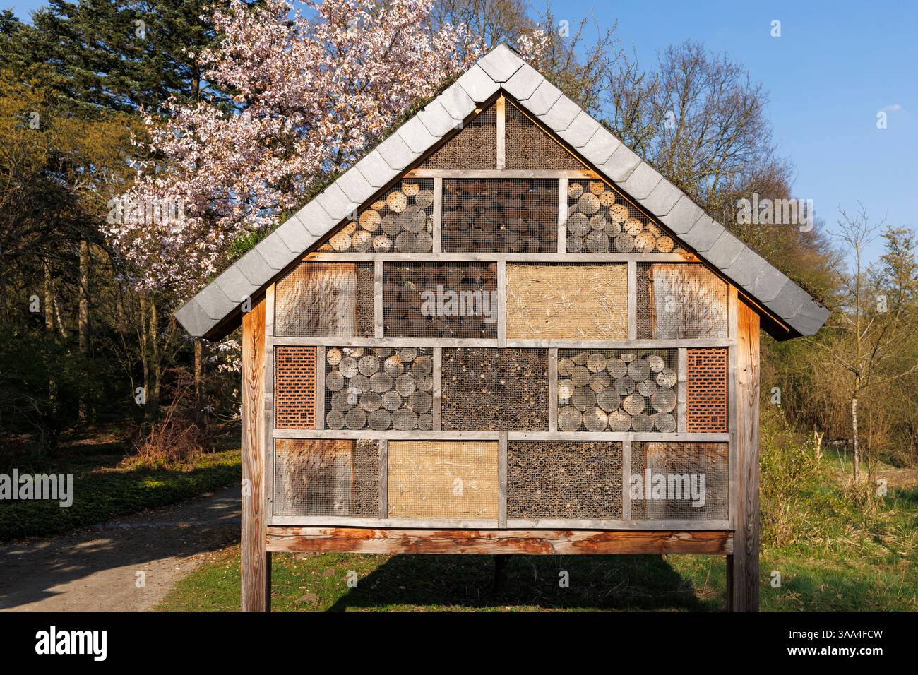 Maison d'abeilles et d'insectes au Forstbotanischer Garten (jardin botanique forestier), arboretum et jardin botanique boisé, magnolia fleuri, Cologne Banque D'Images