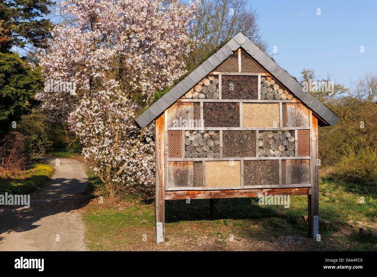 Maison d'abeilles et d'insectes au Forstbotanischer Garten (jardin botanique forestier), arboretum et jardin botanique boisé, magnolia fleuri, Cologne Banque D'Images