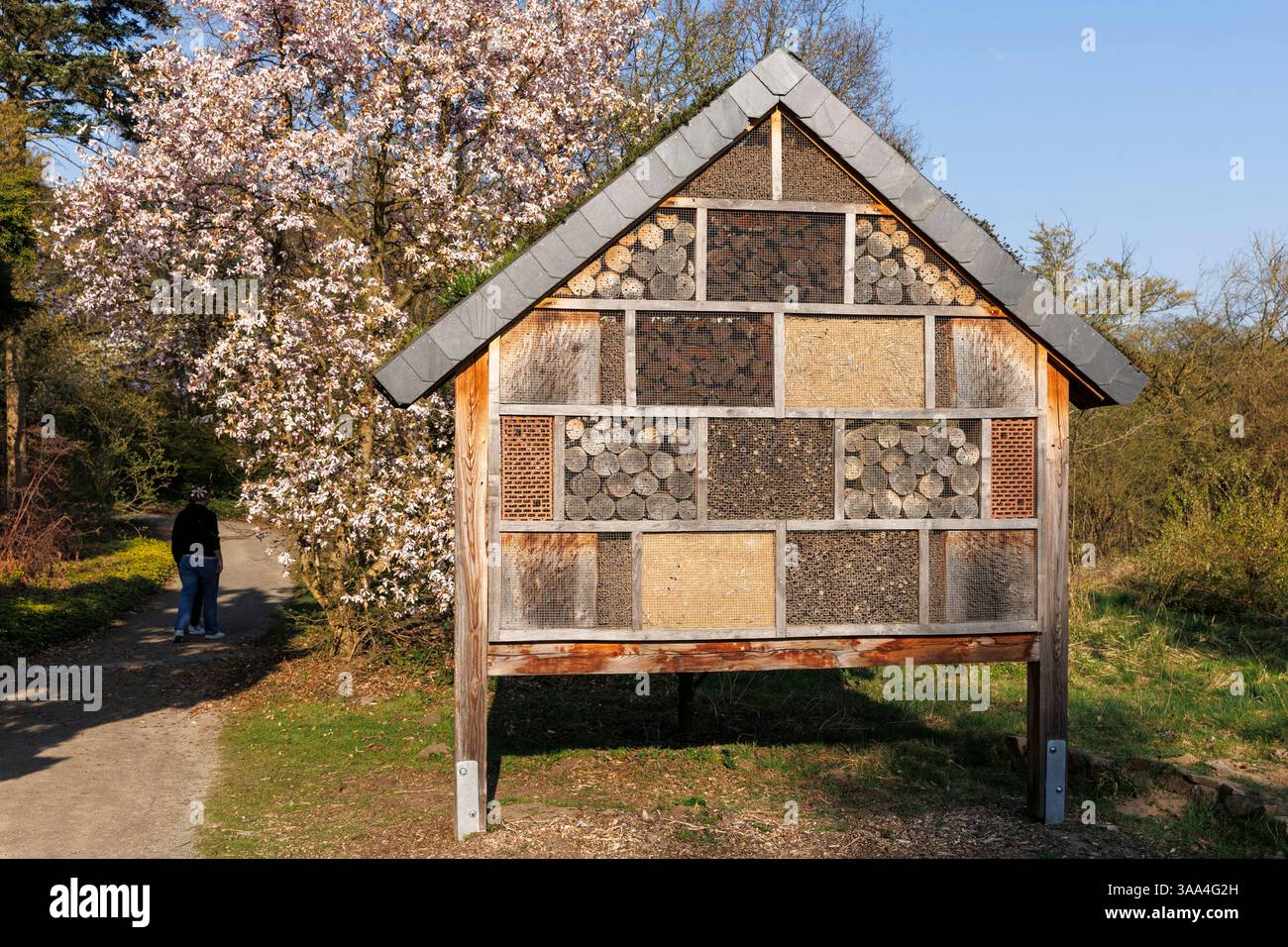 Maison d'abeilles et d'insectes au Forstbotanischer Garten (jardin botanique forestier), arboretum et jardin botanique boisé, magnolia fleuri, Cologne Banque D'Images