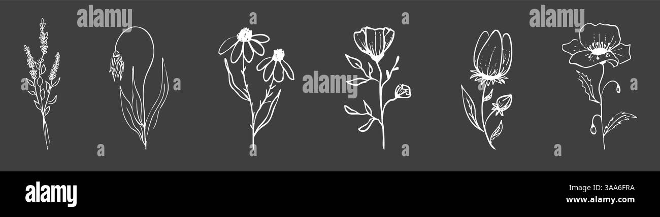 Floral botanique féminin fleur sauvage ligne d'été dessin à la craie. Trendy minimal Elements herbes de mariage, fleurs minimalistes avec des feuilles élégantes. Petit tatouage, élégant rustique. Illustration vectorielle Illustration de Vecteur