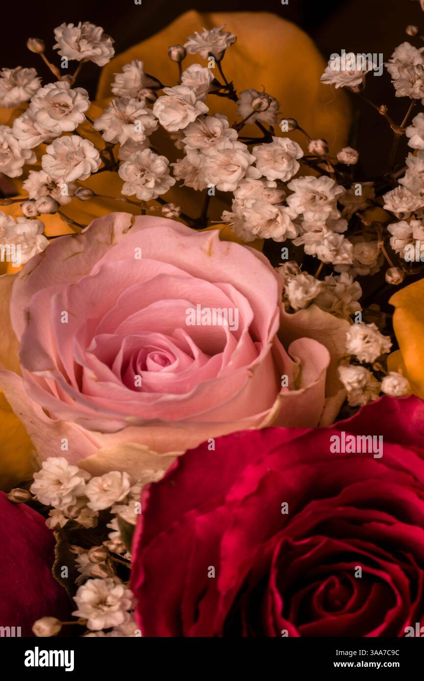 Image florale de roses roses et rouges avec de minuscules fleurs blanches Banque D'Images