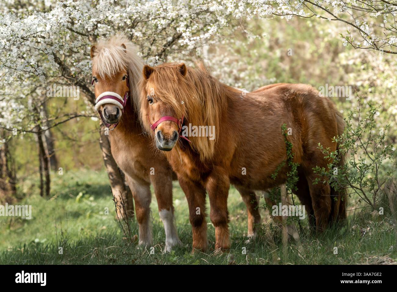 Deux poneys debout parmi les pruniers caucasiens en fleurs au printemps, photographie d'art. Heure du printemps Banque D'Images