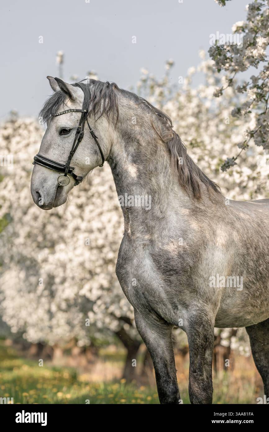 Cheval gris blanc est debout dans le verger de pommiers en fleurs, dans la prairie de pissenlits en fleurs au printemps. Photographie artistique Banque D'Images