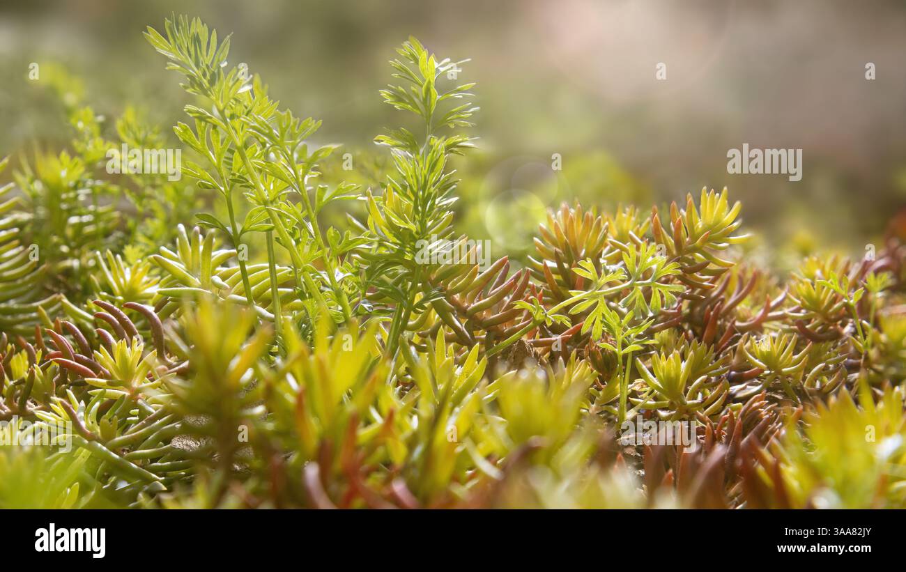 Splendeur verte de la nature printanière Banque D'Images