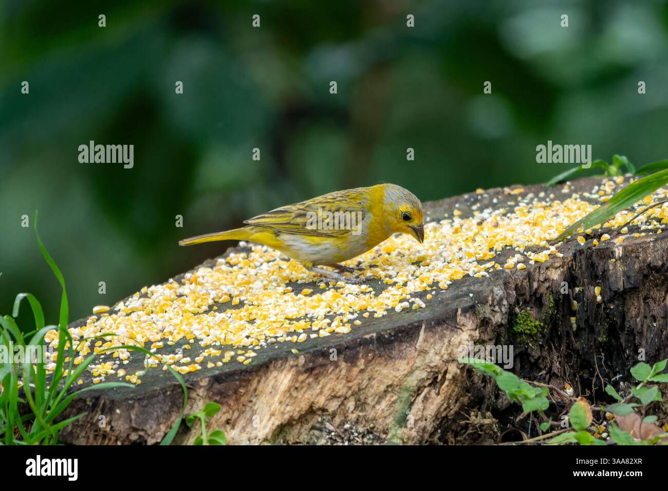 Un Finch safran immature, Sicalis flaveola, se nourrissant de grains de maïs dans l'ouest de la Colombie. Banque D'Images