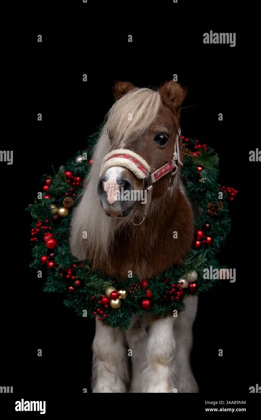 Poney avec couronne de Noël sur fond noir, style beaux-arts Banque D'Images