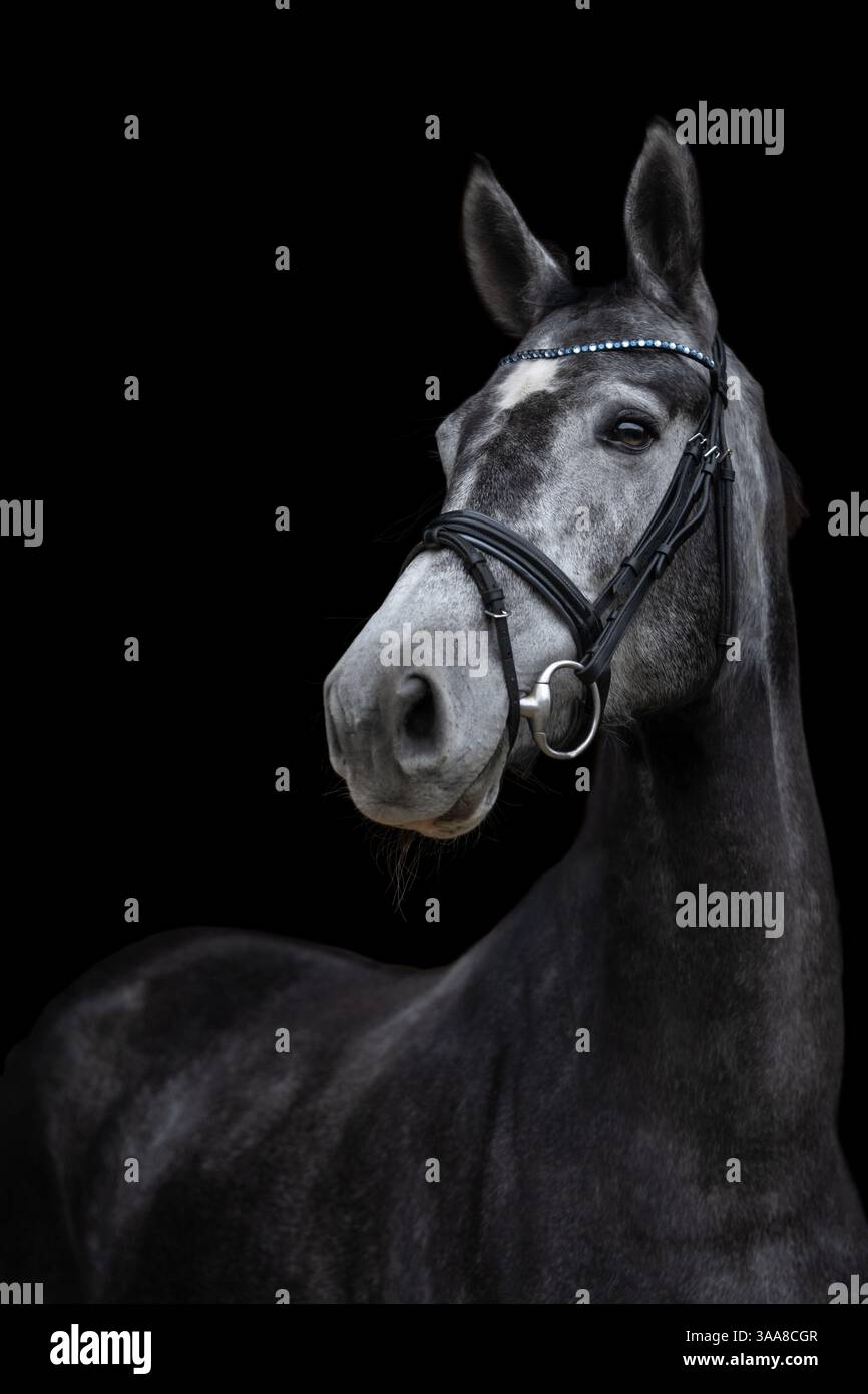 Le portrait du cheval blanc arrière sur fond noir. Style beaux-arts Banque D'Images