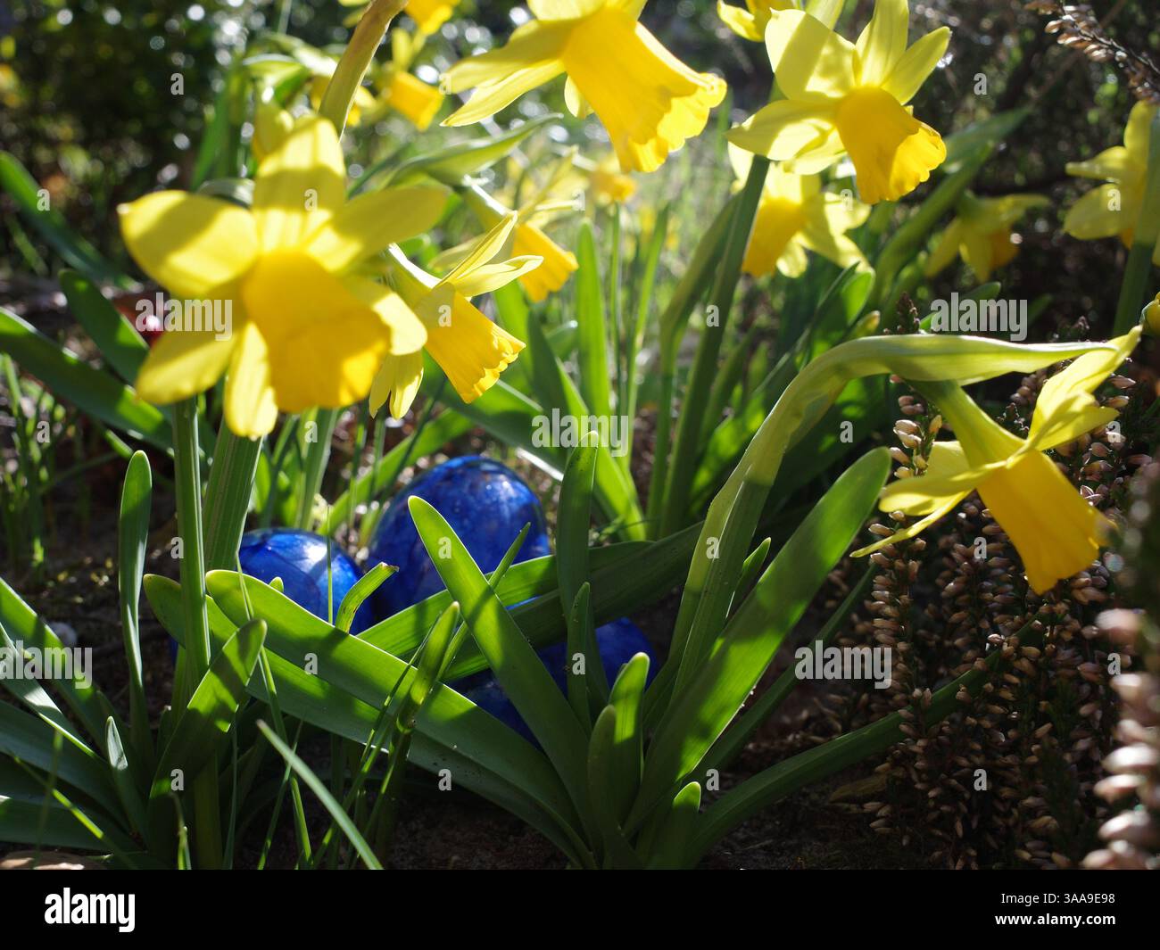 Oeufs de pâques peints en bleu cachés entre de petites jonquilles Banque D'Images