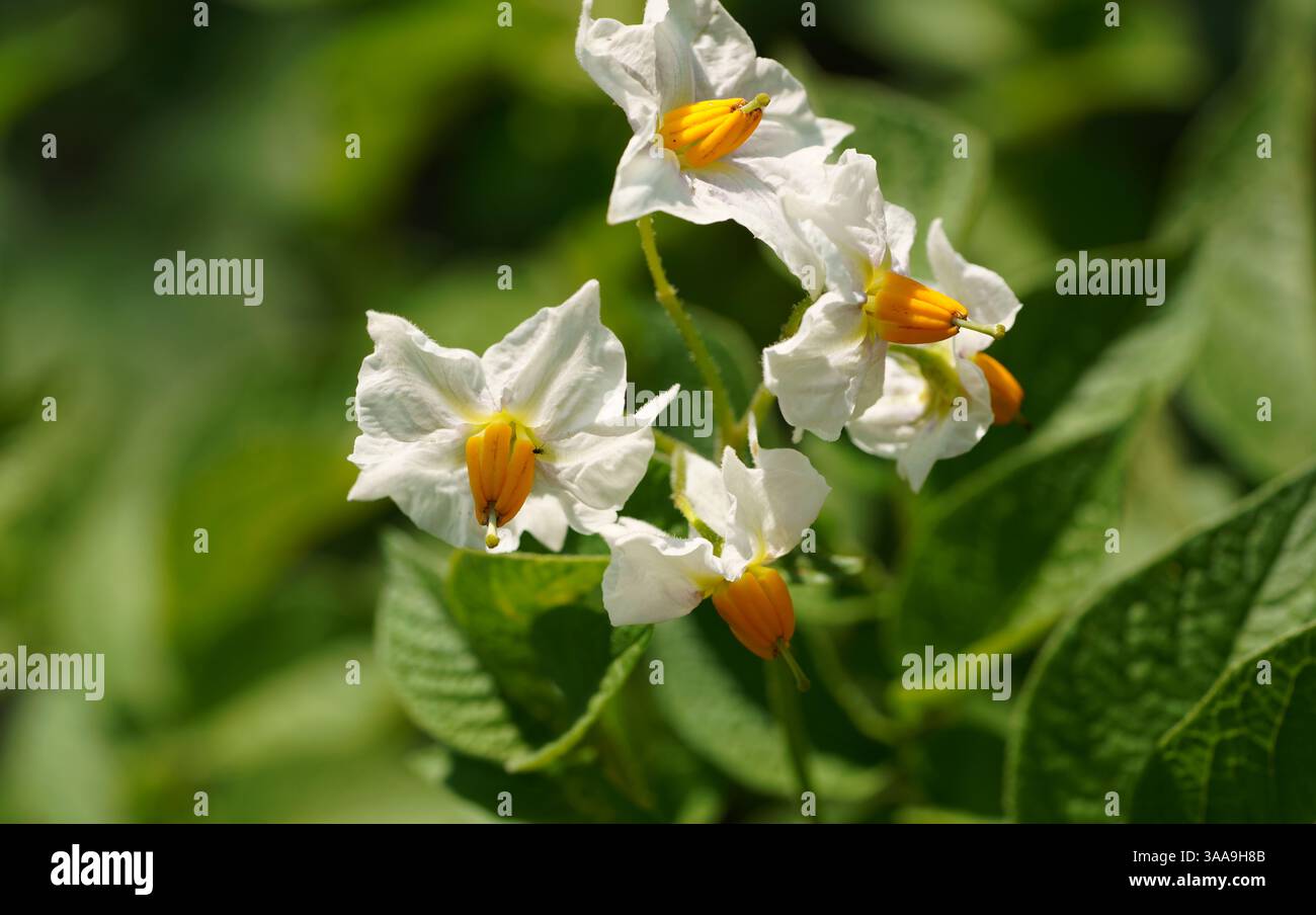 Gros plan d'une plante de pomme de terre en fleurs (Solanum tuberosum) avec des pétales blancs et des étamines jaunes frappantes sur un fond vert flou Banque D'Images Gros plan d'une plante de pomme de terre en fleurs (Solanum tuberosum) avec des pétales blancs et des étamines jaunes frappantes sur un fond vert flou Banque D'Images