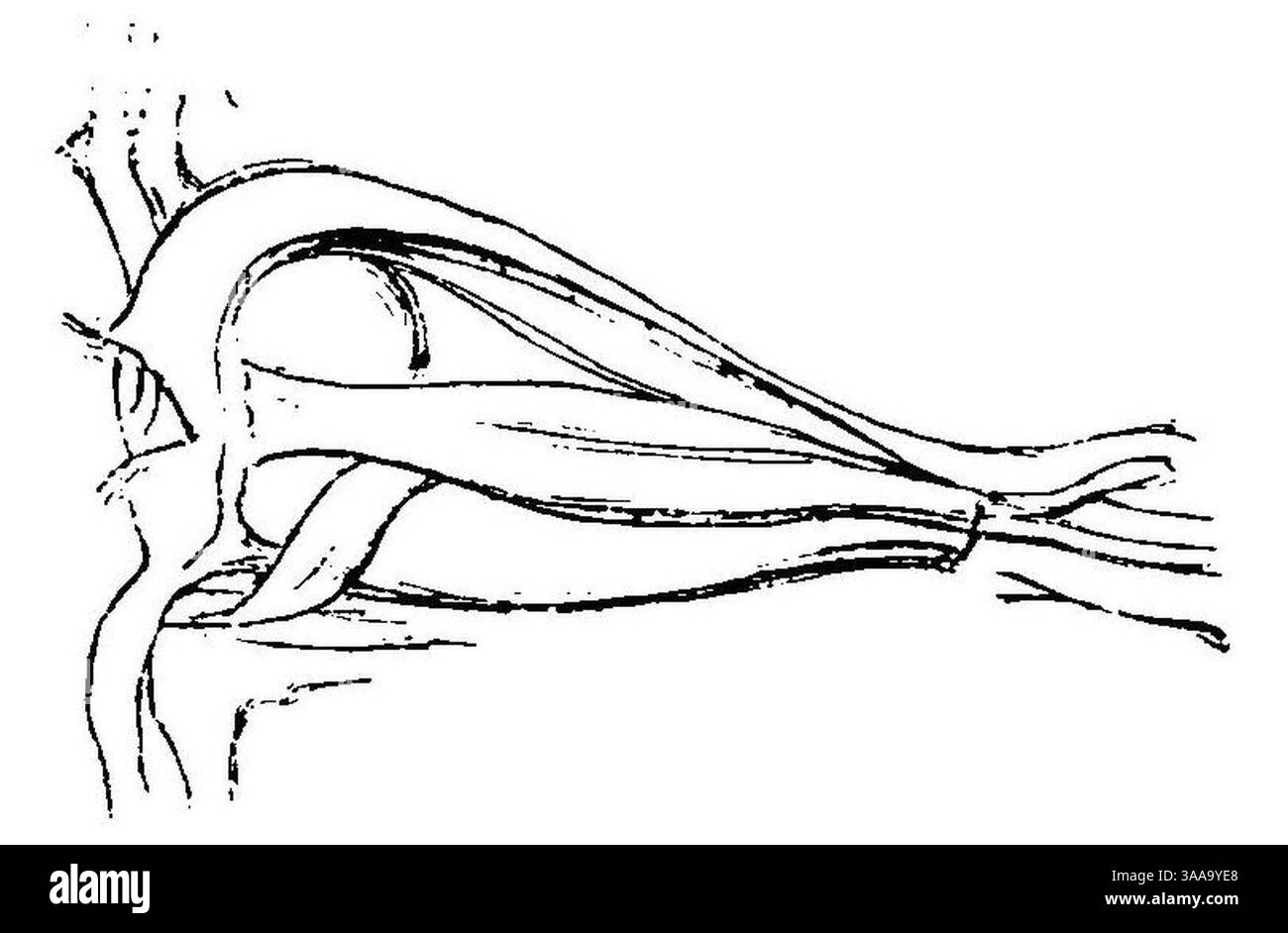 I principii scientifici del divisionismo (page 30 crop) fig.9. Banque D'Images
