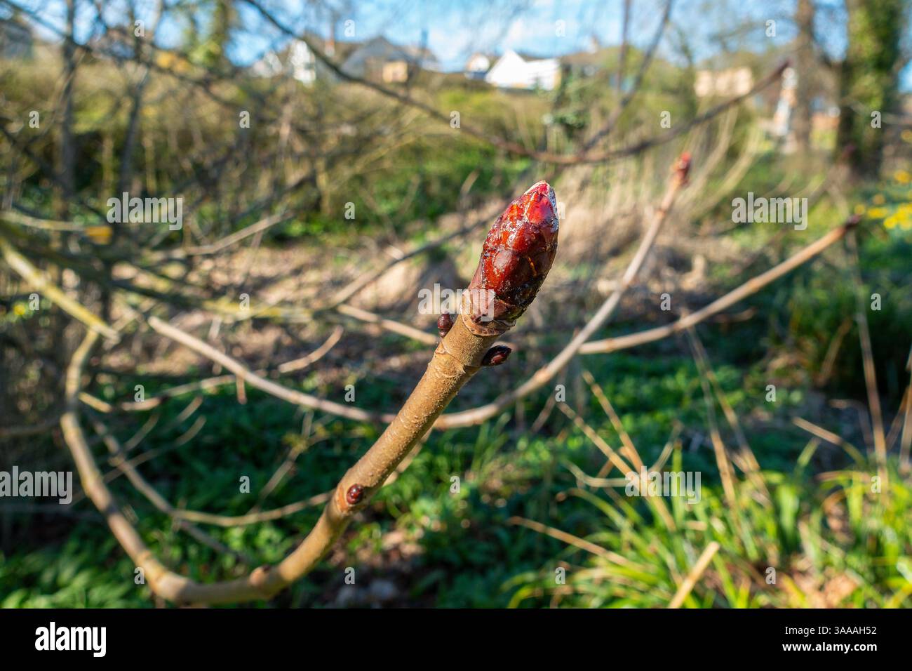 Bourgeon collant, bourgeons, châtaigne de cheval, arbre, Aesculus hippocastanum, châtaignes, Banque D'Images