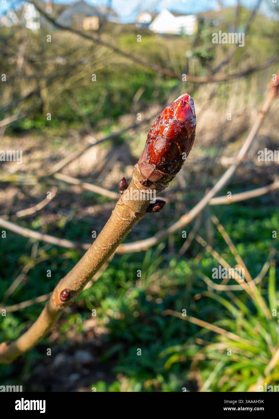 Bourgeon collant, bourgeons, châtaigne de cheval, arbre, Aesculus hippocastanum, châtaignes, Banque D'Images