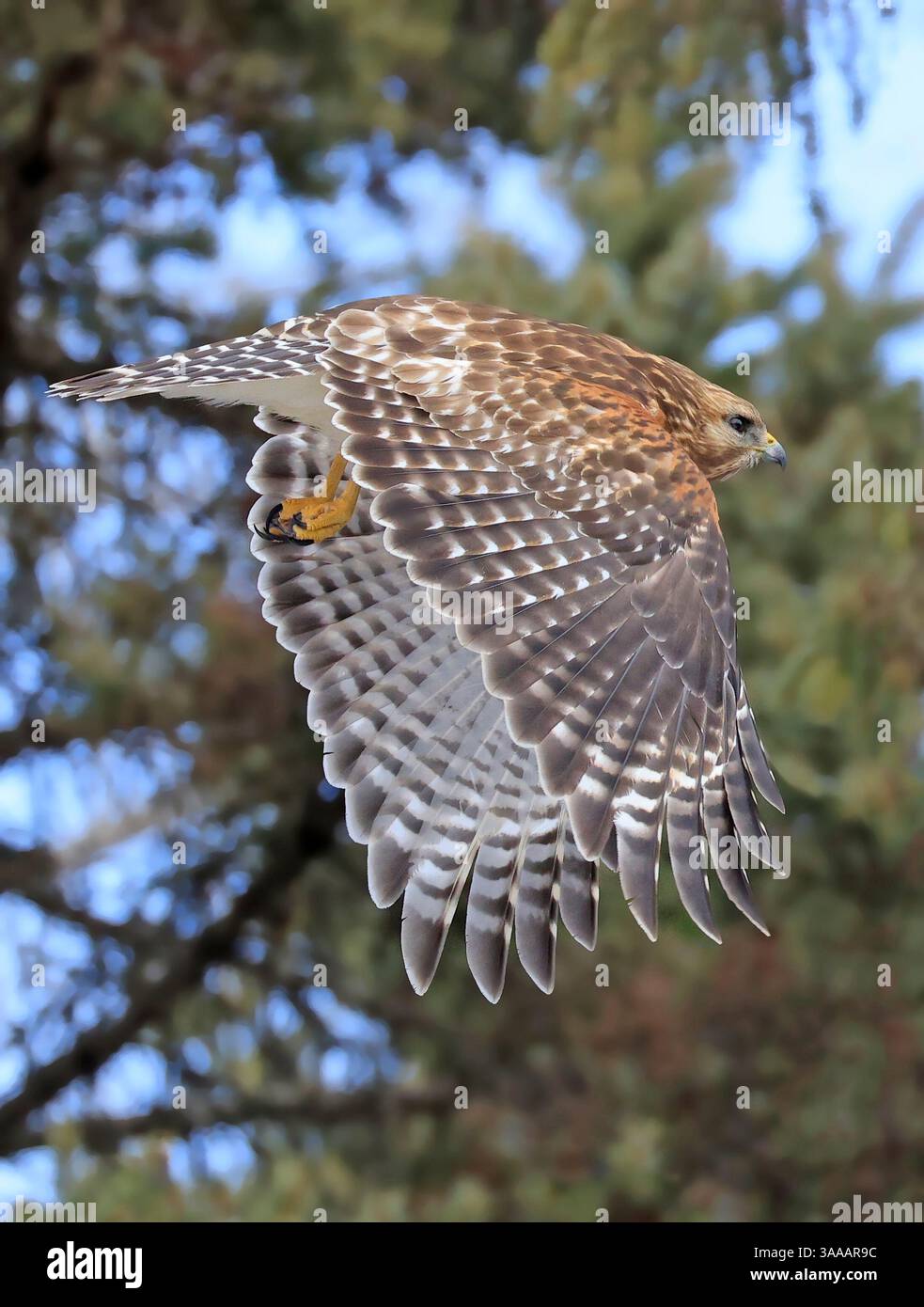 Faucon à épaules rouges volant dans la forêt, Québec, Canada Banque D'Images