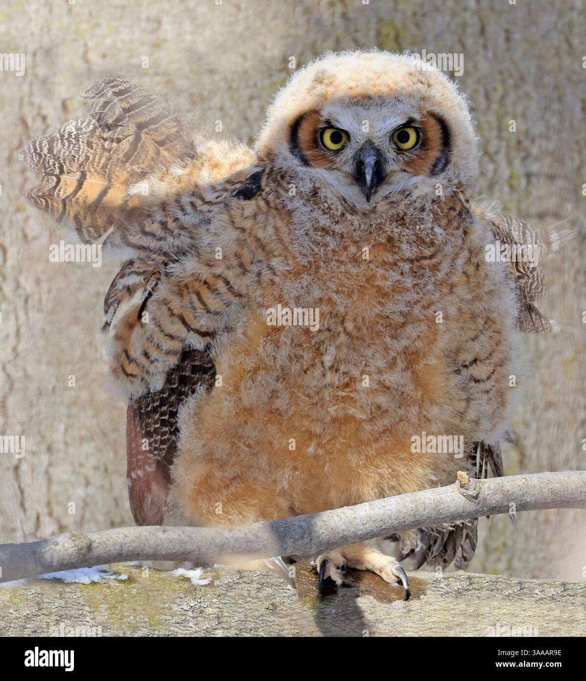 Grand portrait de bébé hibou à cornes dans la forêt, Québec, Canada Banque D'Images