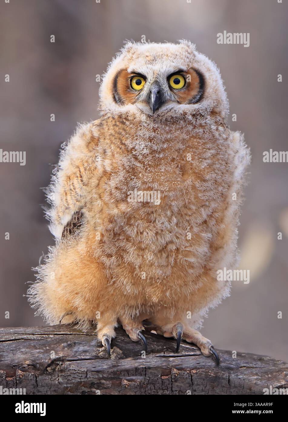 Grand portrait de bébé hibou à cornes dans la forêt, Québec, Canada Banque D'Images