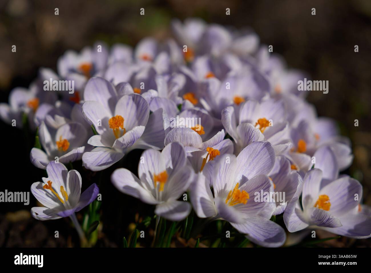 Un délicat groupe de crocus en pleine floraison, remplissant le cadre avec les couleurs douces du début du printemps. Banque D'Images