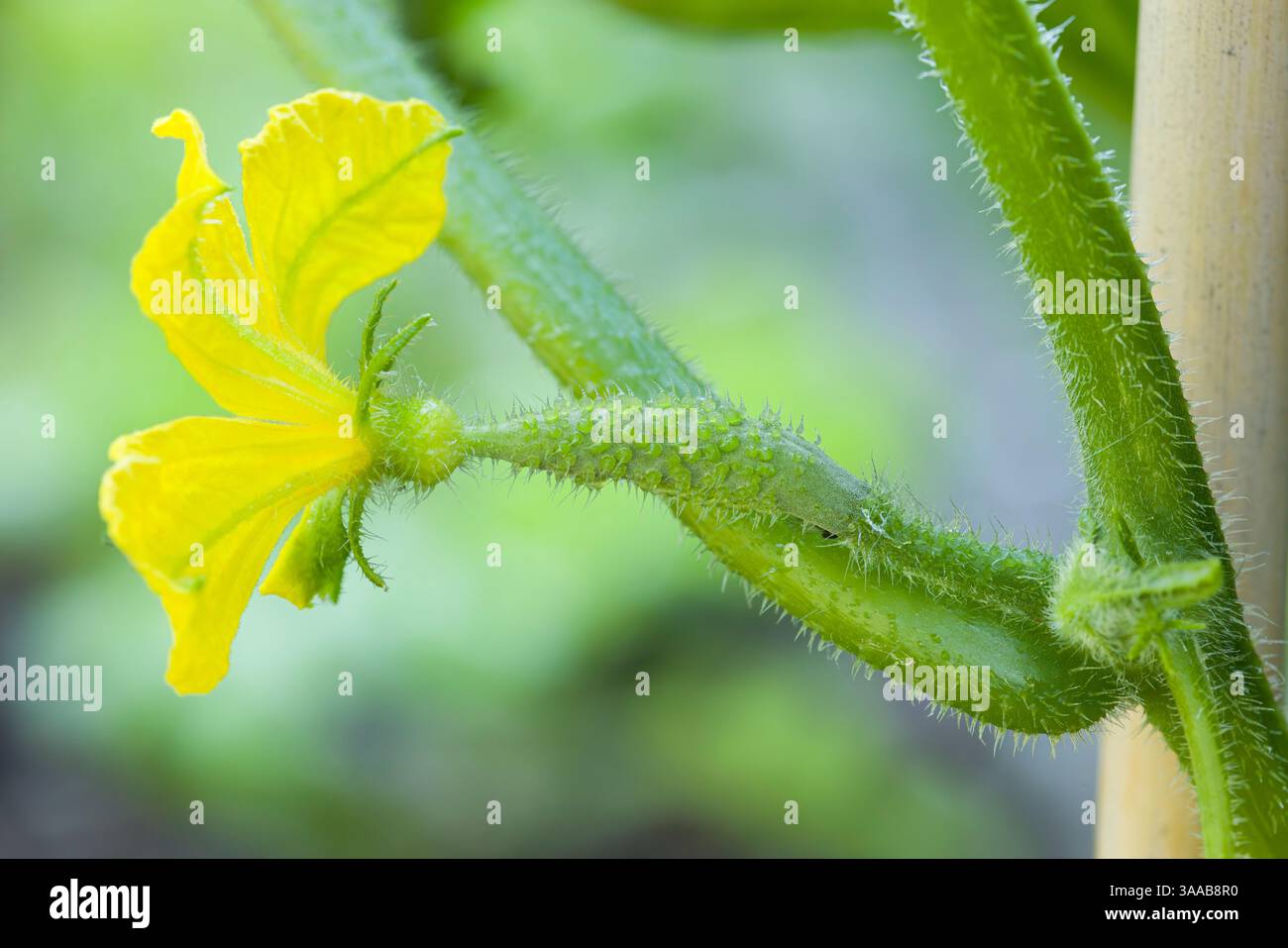 Gros plan d'un petit concombre se développant derrière une fleur jaune sur une vigne dans un jardin britannique Banque D'Images