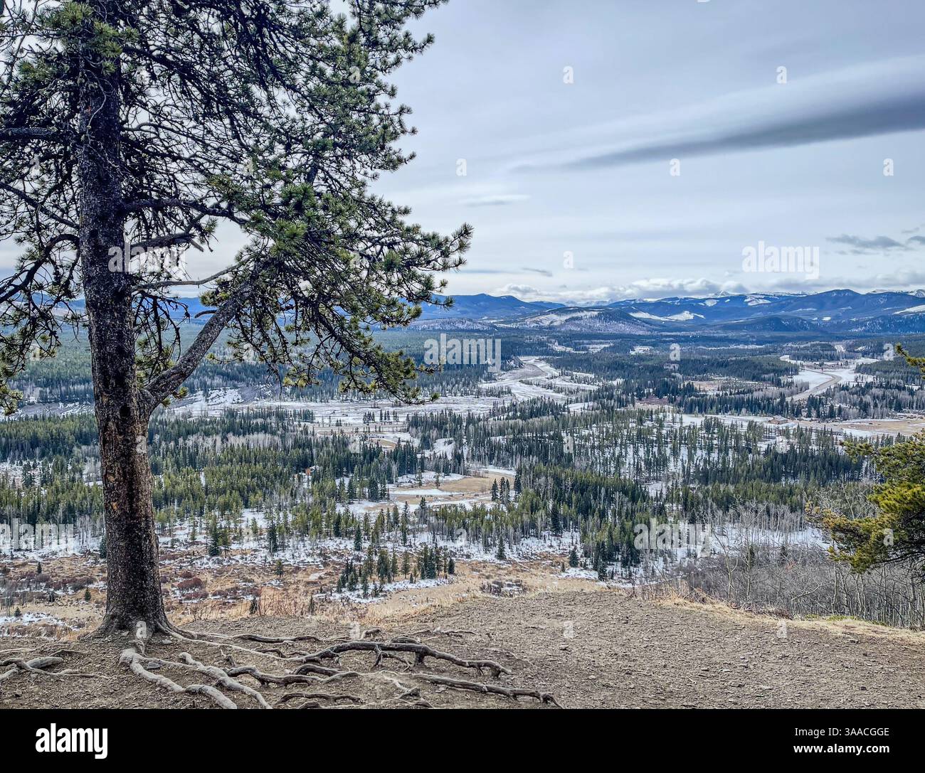 Vue grand angle d'une vallée de montagne enneigée, encadrée par un arbre aux racines exposées, mettant en valeur un vaste paysage naturel. - Image de stock capturée avec un smartphone