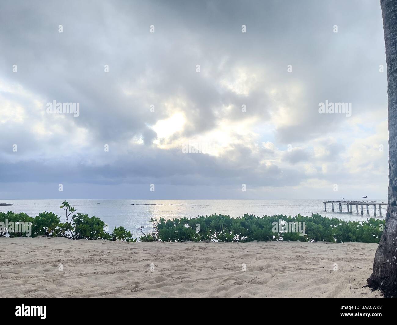 Une plage sereine avec du sable, un feuillage vert, et une jetée en bois s'étendant dans l'eau calme sous un ciel nuageux au lever du soleil. - Image de stock capturée avec un smartphone