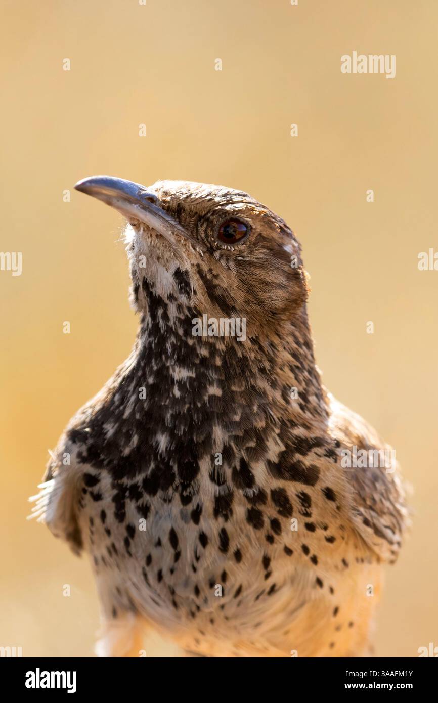 Campylorhynchus brunneicapillus, parc national de Saguaro-district de Tucson Mountain, Arizona Banque D'Images