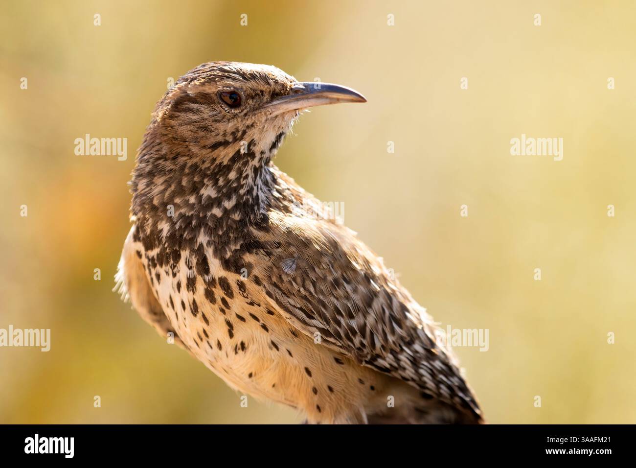 Campylorhynchus brunneicapillus, parc national de Saguaro-district de Tucson Mountain, Arizona Banque D'Images
