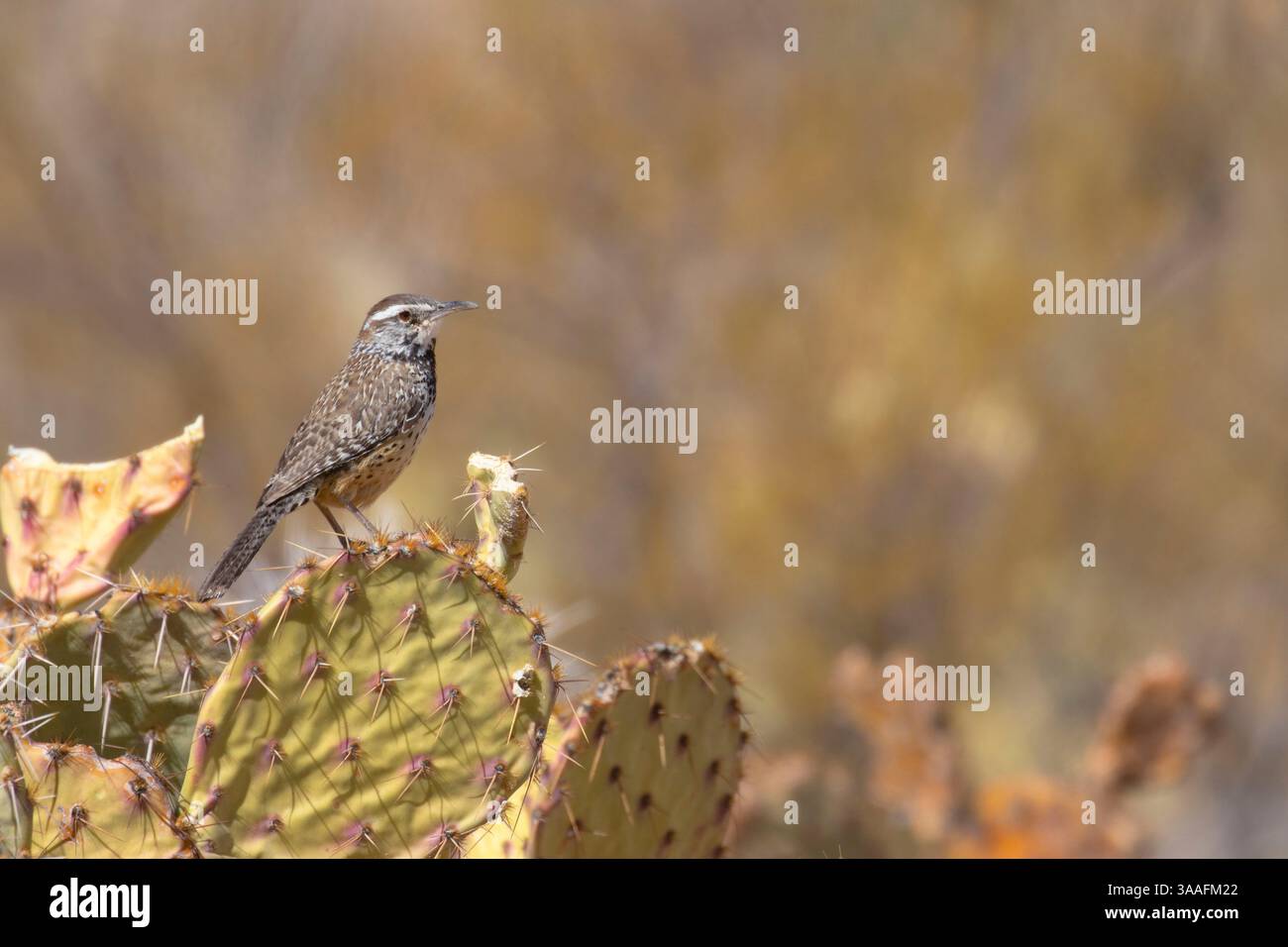 Campylorhynchus brunneicapillus, parc national de Saguaro-district de Tucson Mountain, Arizona Banque D'Images
