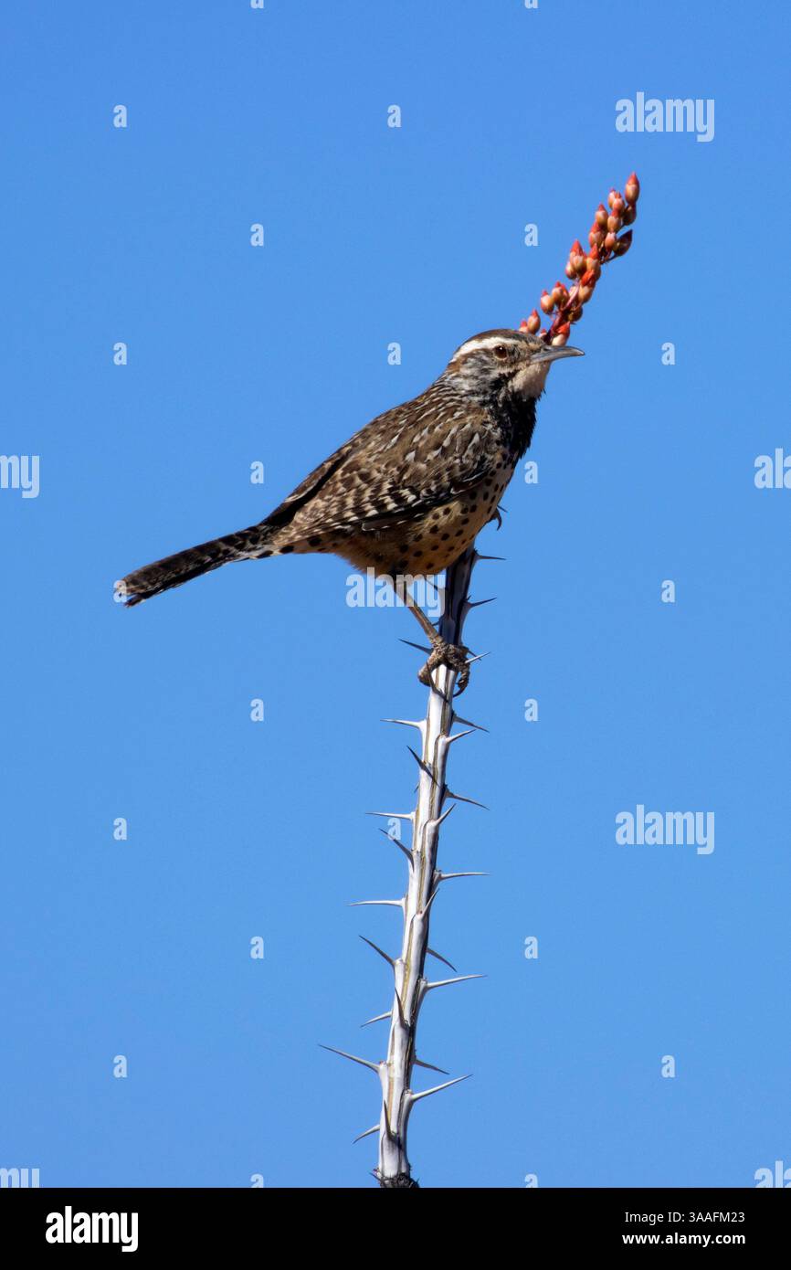 Campylorhynchus brunneicapillus, parc national de Saguaro-district de Tucson Mountain, Arizona Banque D'Images