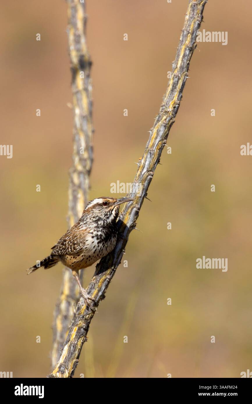 Campylorhynchus brunneicapillus, parc national de Saguaro-district de Tucson Mountain, Arizona Banque D'Images