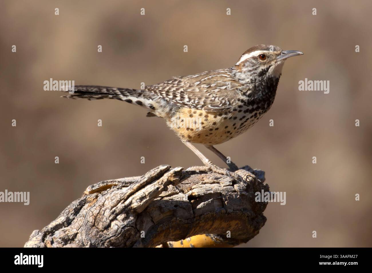 Campylorhynchus brunneicapillus, parc national de Saguaro-district de Tucson Mountain, Arizona Banque D'Images