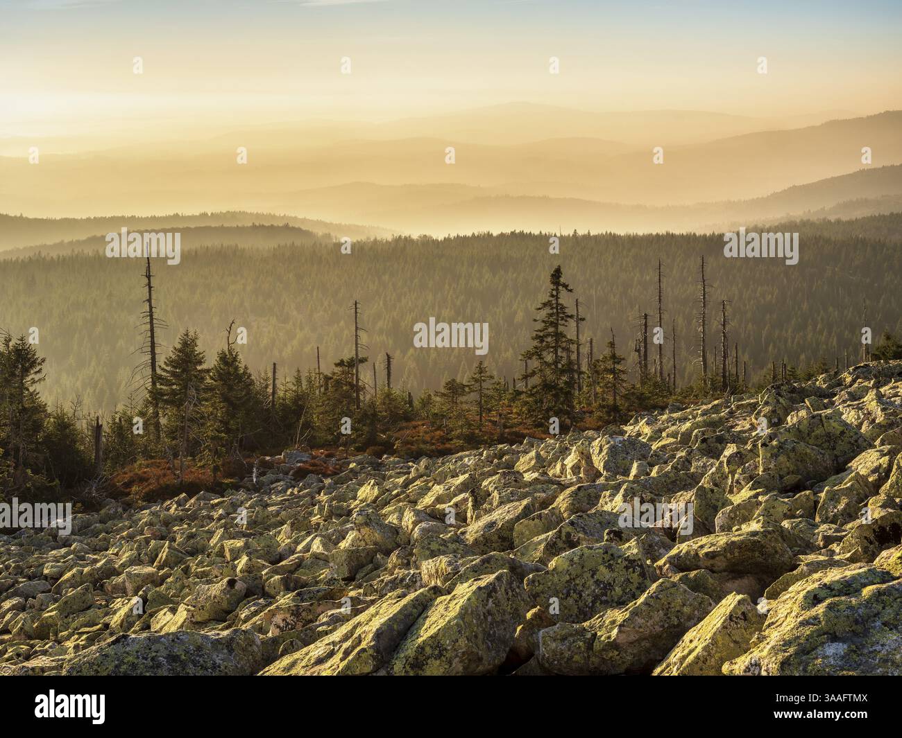 Vue depuis le Lusen avec Blockmeer dans la lumière dorée du soir, Parc National de la Forêt de Bavière, basse-Bavière, Bavière, Allemagne, Europe Banque D'Images