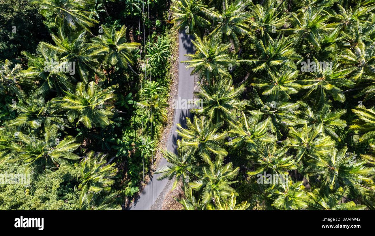 Une route étroite traverse une luxuriante plantation de cocotiers. Banque D'Images