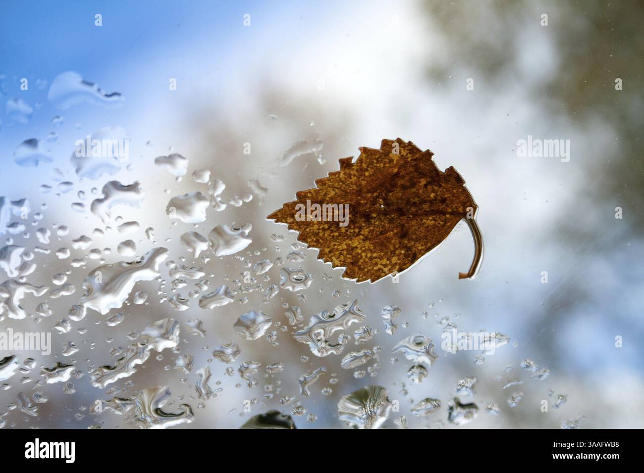 Feuille d'automne sur verre avec des gouttes contre le ciel Banque D'Images