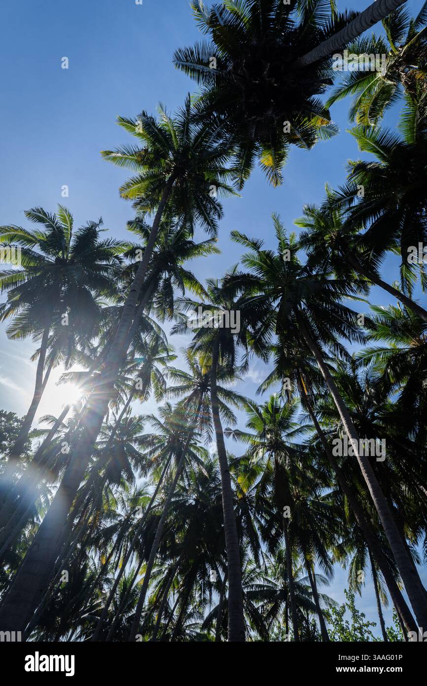 Une belle vue sur les grands cocotiers palmiers se balançant sous un ciel bleu clair, avec la lumière du soleil qui brille à travers les frondes vertes luxuriantes. Banque D'Images