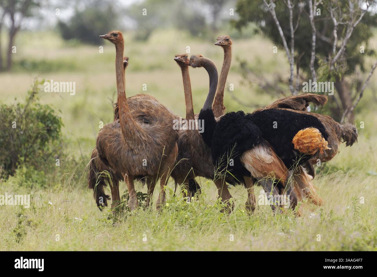 Autruche dans le parc national de Tsavo East, Kenya, Afrique, Kenya, Afrique Banque D'Images