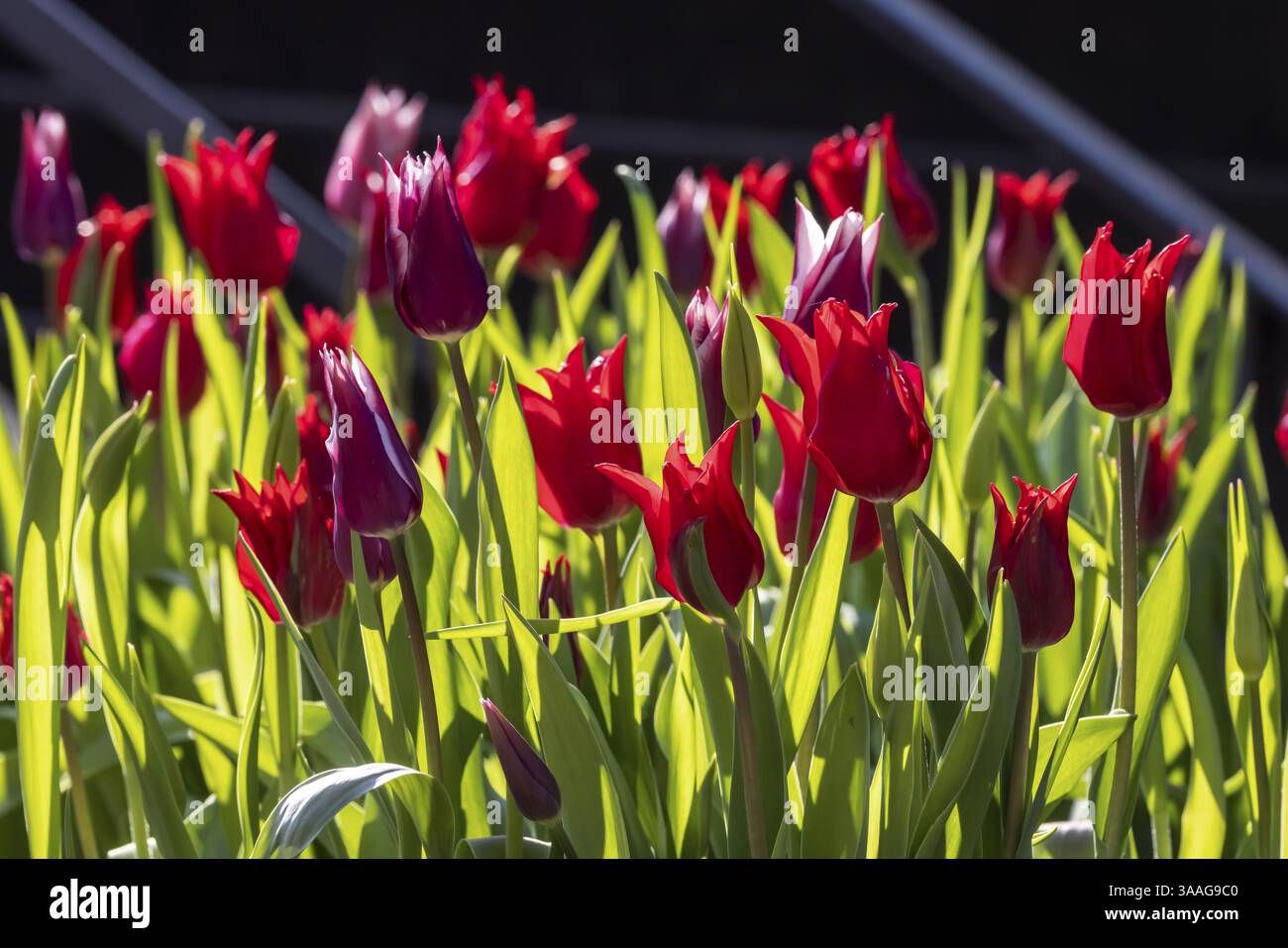 Tulipes rouges contre la lumière. Stuttgart, Bade-Wuerttemberg, Allemagne, Europe Banque D'Images