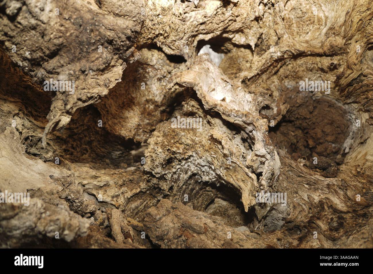 Tronc d'arbre mort creux d'un Platanus Ã— acerifolia Platanus x acerifolia photographié ci-dessus sur la rive de la rivière Tauber Lauda Baden -Wuerttember Banque D'Images