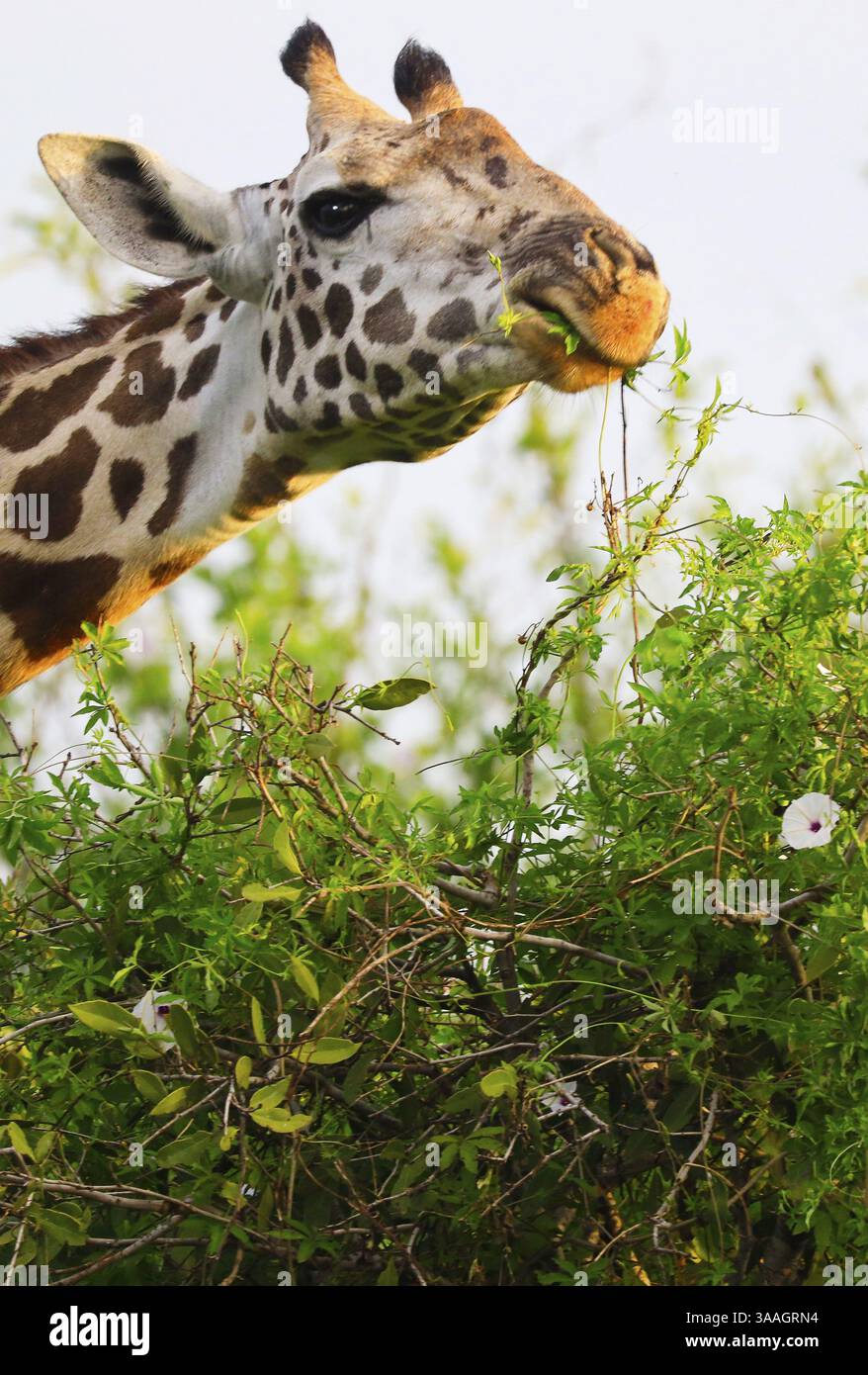 Girafe Masai dans le parc national de Tsavo East, Kenya, Afrique Banque D'Images