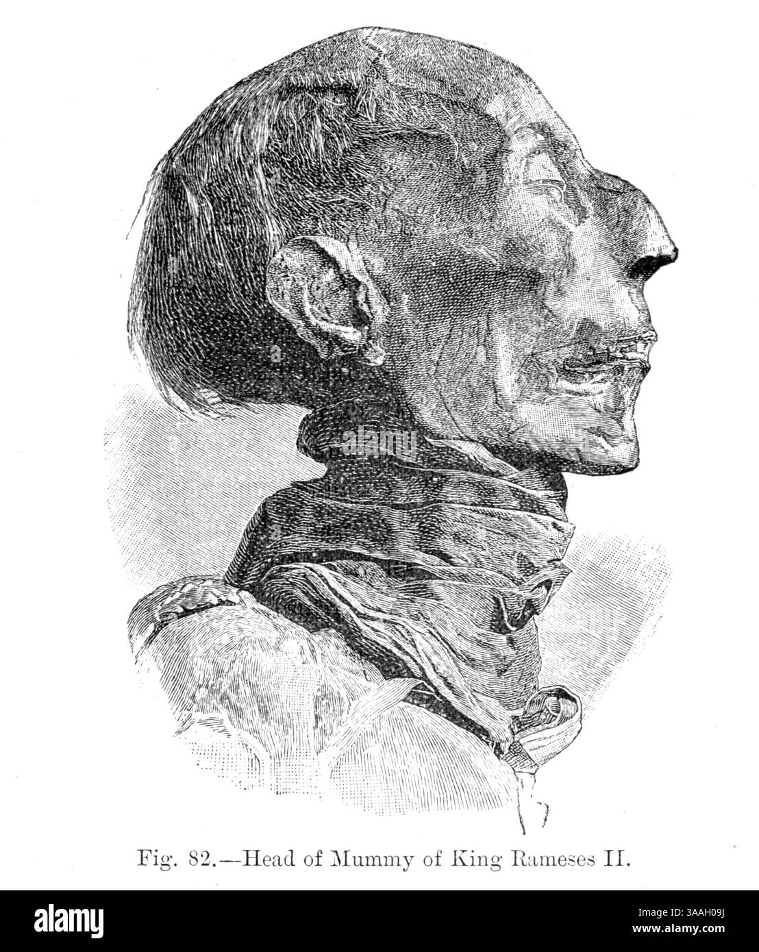 Chef de momie de Ramsès II (le Grand) d'après le livre gravé dans la roche : ou, l'exactitude historique de la Bible confirmée par référence aux monuments assyriens et égyptiens au British Museum et ailleurs par Kinns, Samuel, 1826-1903 date de publication 1891 Banque D'Images