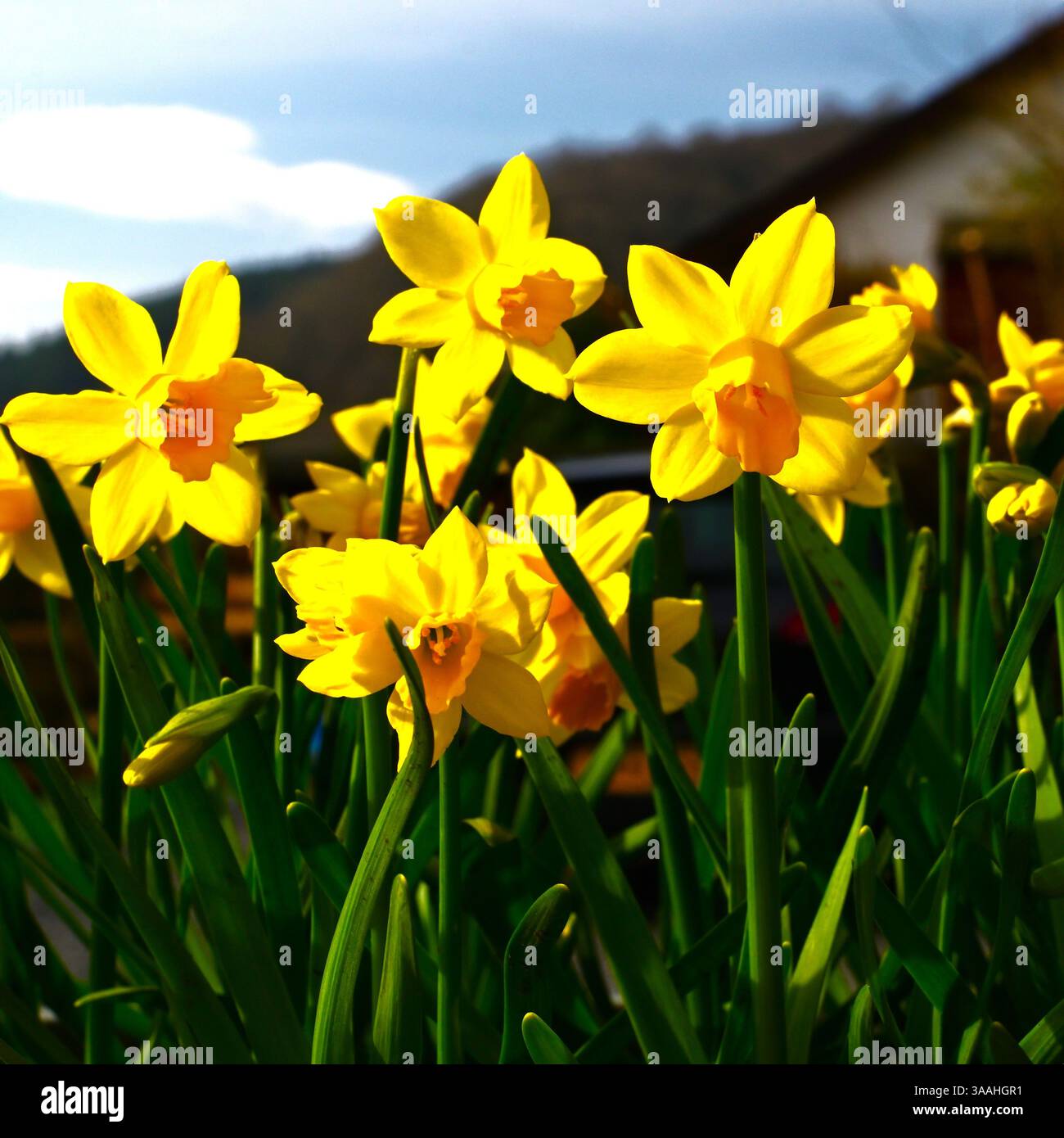 jonquilles jaune vif dans un récipient avec des tiges courtes et un fond flou Banque D'Images
