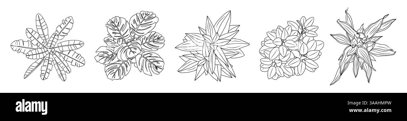 Ensemble de différentes plantes d'intérieur vue de dessus Illustration de Vecteur
