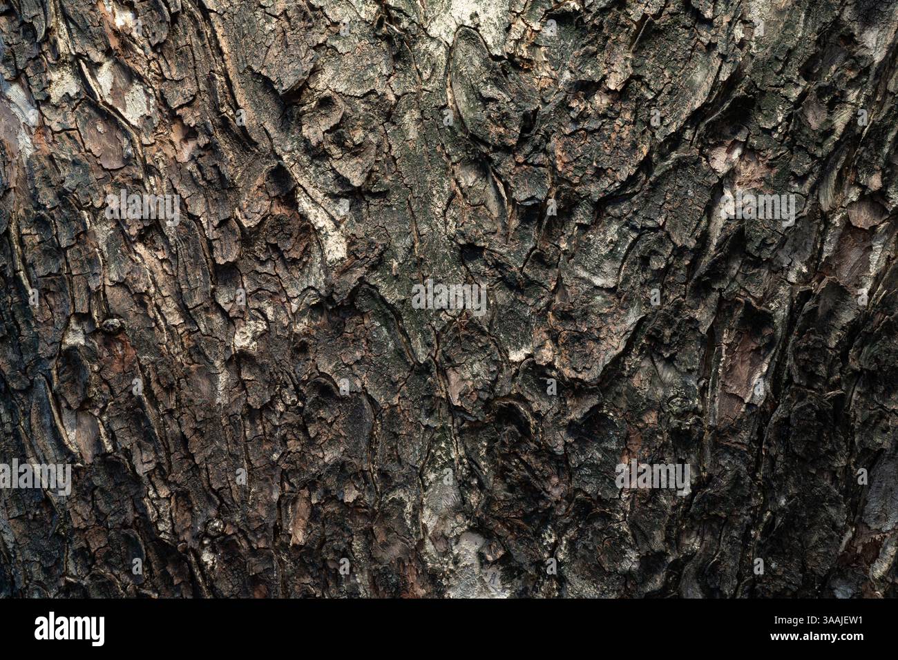 Texture de l'écorce de tamarin de vache Banque D'Images