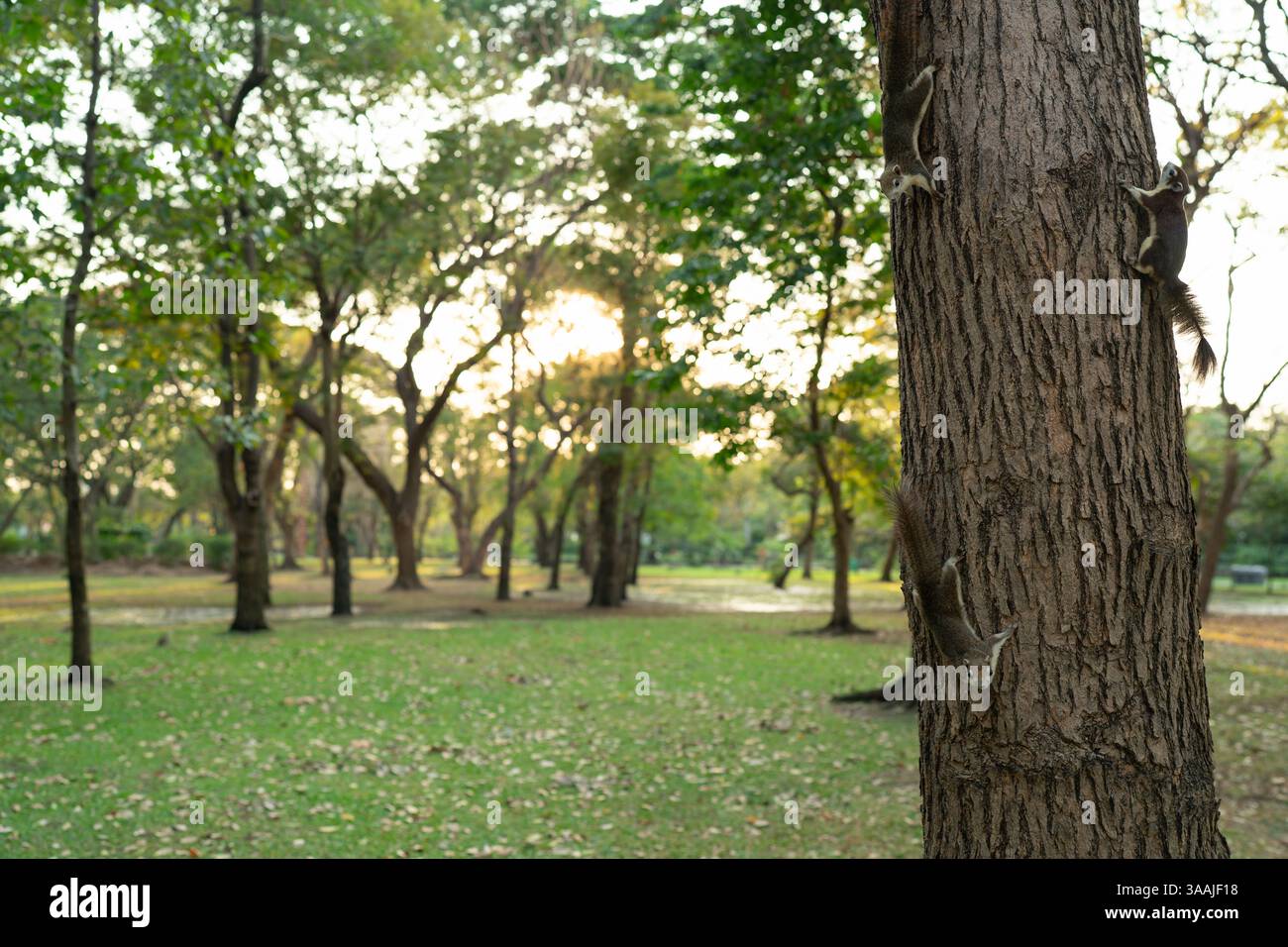 Écureuils sur un arbre dans le parc Chatuchak à Bangkok, Thaïlande Banque D'Images