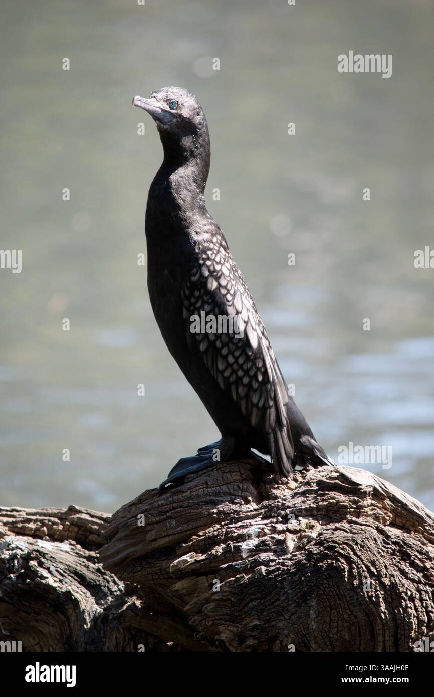 le petit cormoran noir est un oiseau de mer noir avec un œil bleu Banque D'Images
